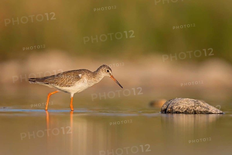 Redshank, (Tringa totanus), Animals, Birds, Snipe family, Raysut, Salalah, Sohar, Oman
