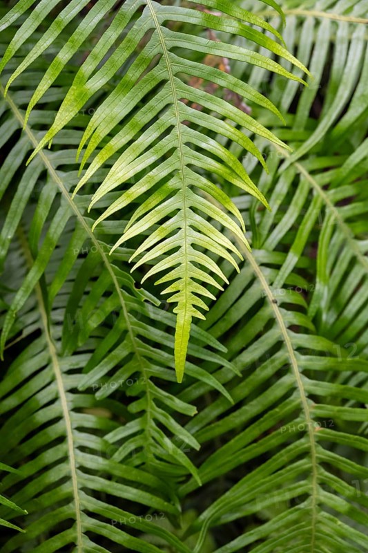 Detail, fern, Drakensberg National Park, KwaZulu Natal, South Africa