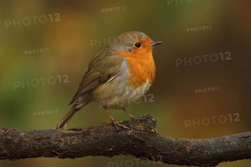 European Robin (Erithacus rubecula), Utrecht, Netherlands