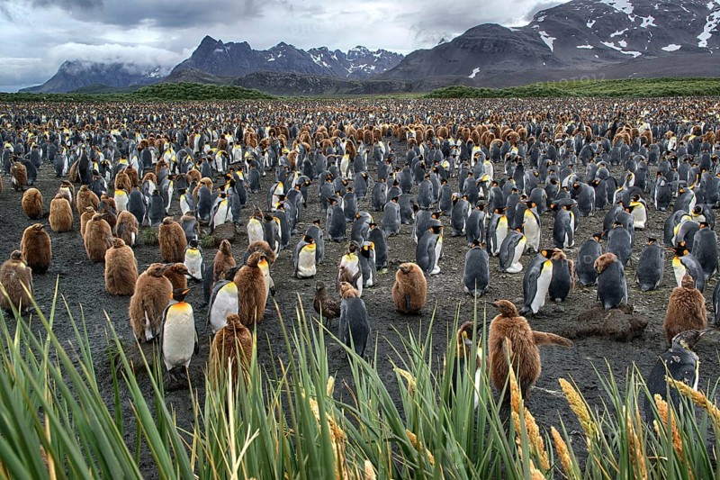 South Georgia, Antarctica, animals, penguin, penguins, king penguins, colony, Salisbury Plain