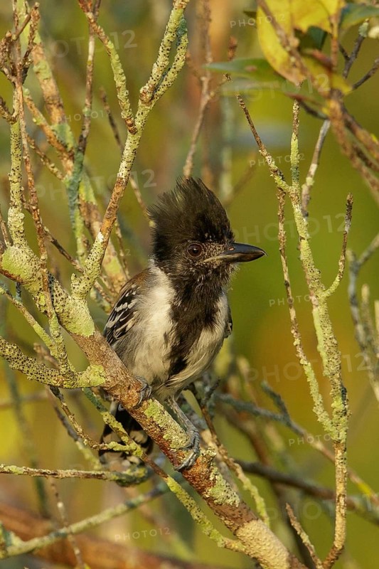 Black-crested Antshrike (Sakesphorus canadensis) perched on a branch in the grasslands of Guyana