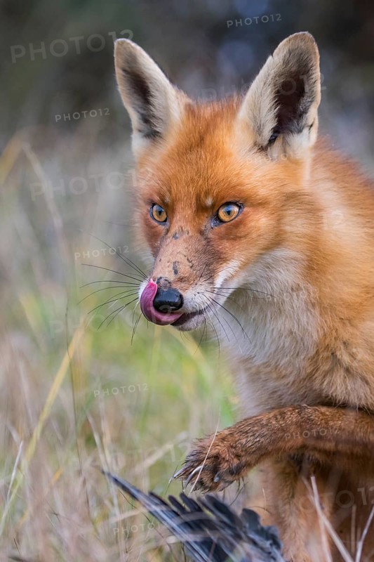 Red Fox (Vulpes vulpes) adult licks his lips and feeds on Common Wood Pigeon (Columba palumbus), Netherlands