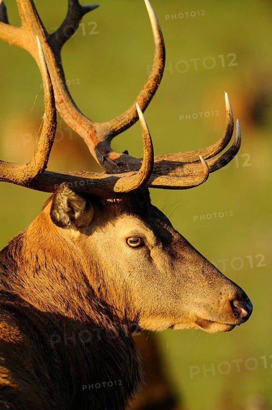 Red deer (Cervus elaphus) male in a forest clearing, Bavaria