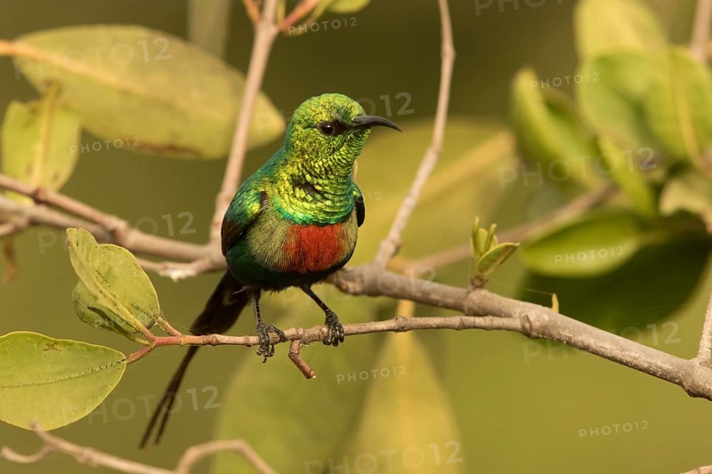 Beautiful Sunbird (Cinnyris pulchellus) male, Gambia