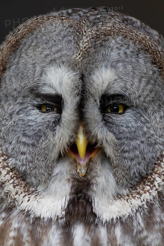 Great grey owl (Strix nebulosa) adult bird of prey head portrait, England, United Kingdom