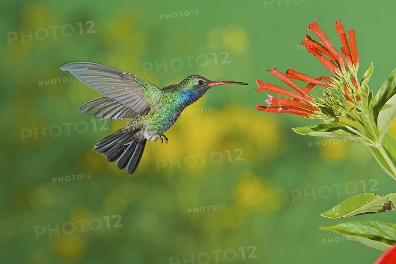 Broad-billed Hummingbird Cynanthus latirostris Amado, Arizona, United States 20 August Adult Male Trochilidae