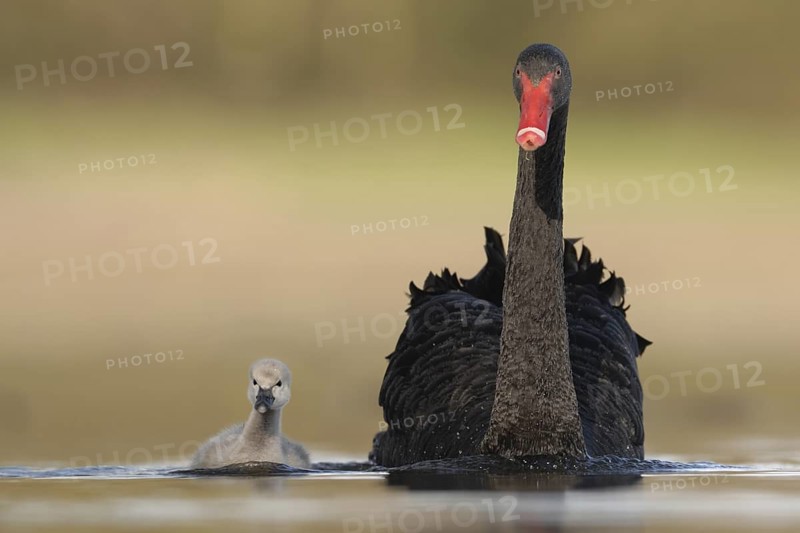 Black Swan (Cygnus atratus), North Rhine-Westphalia, Germany