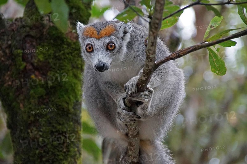 Lemur, Madagascar, Sifaka, Prophithecus, National Park, Madagascar