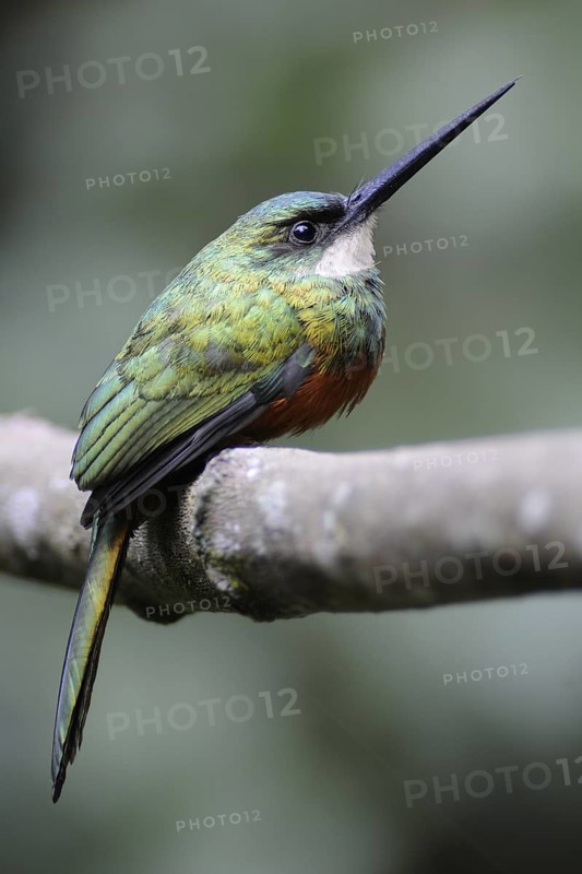 Rufous-tailed Jacamar (Galbula ruficauda) male, Pantanal, Brazil