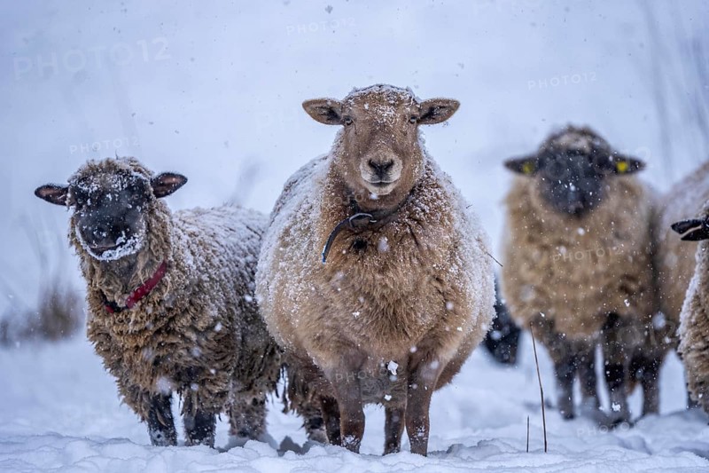 Winter weather, blowing snow, sheep on a snowy pasture, looking for food, thick fur, Elfringhauser Schweiz, near Hattingen, North Rhine-Westphalia, Germany