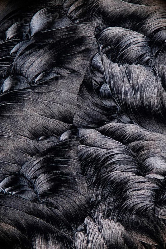 Close-up image of salicylic acid microcrystals, viewed under a microscope, depicting an intricate feather-like pattern in black and white