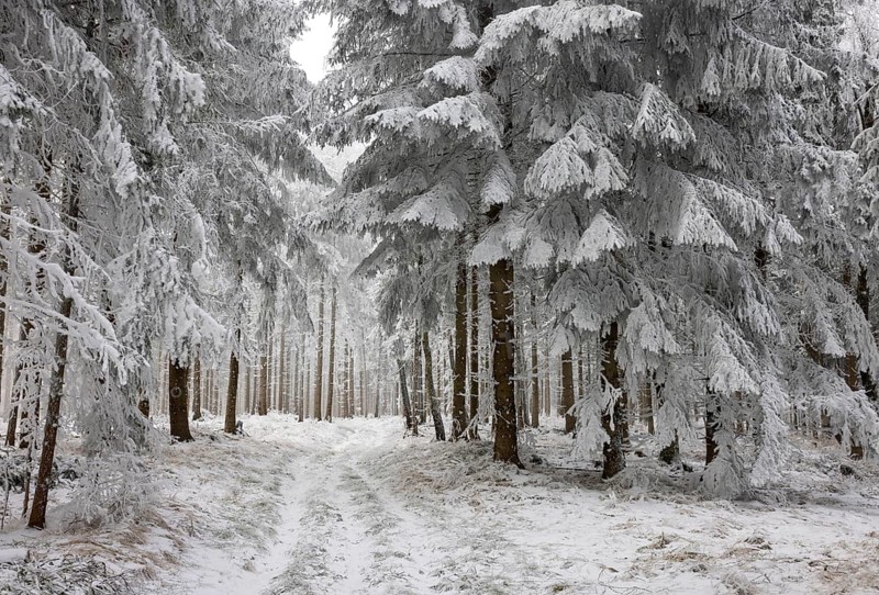 Winter landscape, forest covered with hoarfrost, Mondseeland, Salzkammergut, Upper Austria, Austria