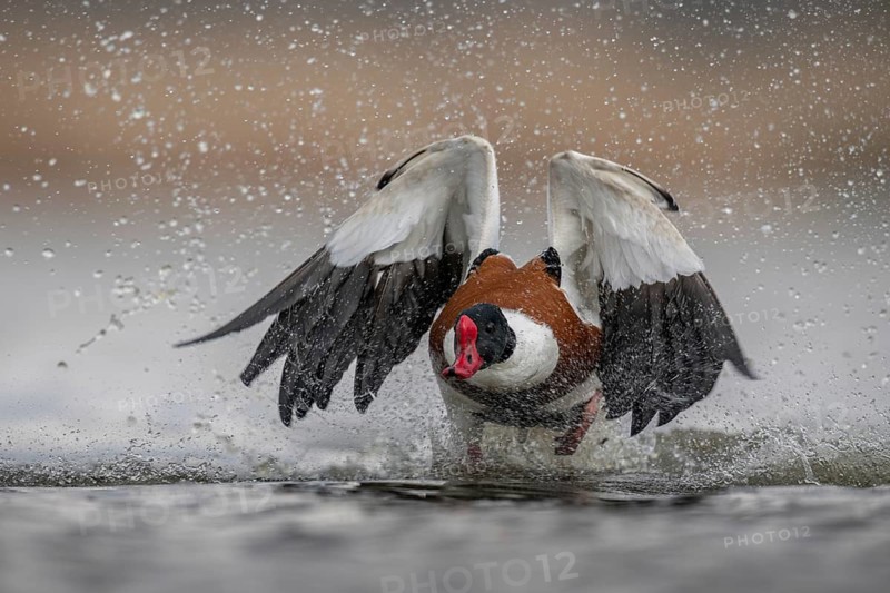 Common Shelduck (Tadorna tadorna) male taking flight, Schleswig-Holstein, Germany