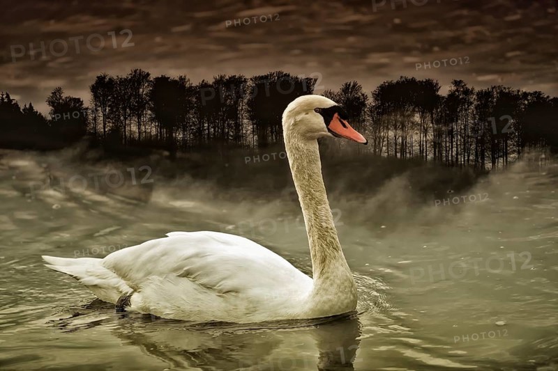 A swan at Weser River, digitally edited, Weser Uplands, Weserbergland, Hesse, Germany