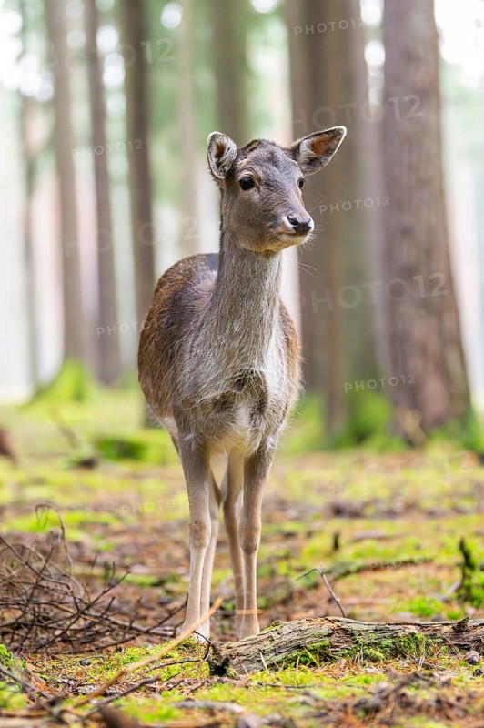 European fallow deer (Dama dama) doe in a forest in autumn, Bavaria, Germany