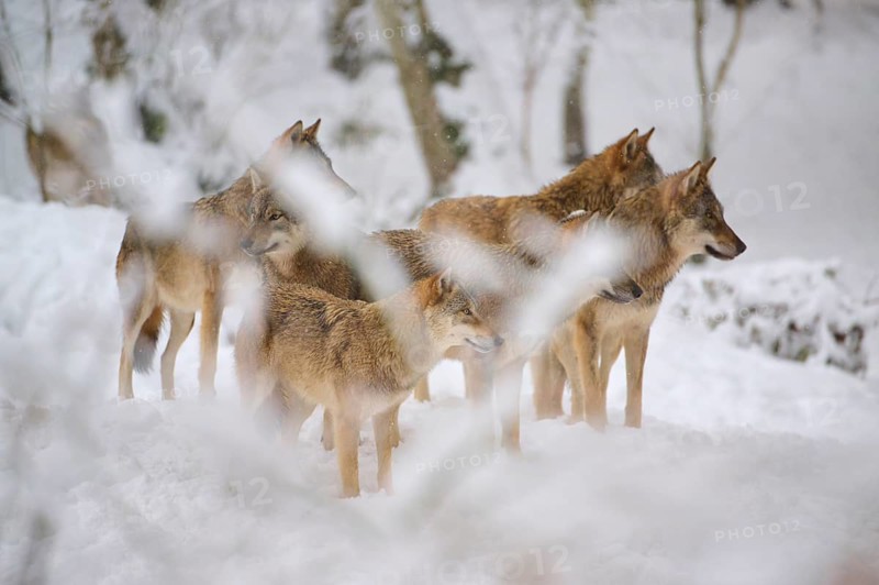 Five wolves stand together in the snow of the forest, their attitude alert and watchful, winter, wolf (Canis lupus)