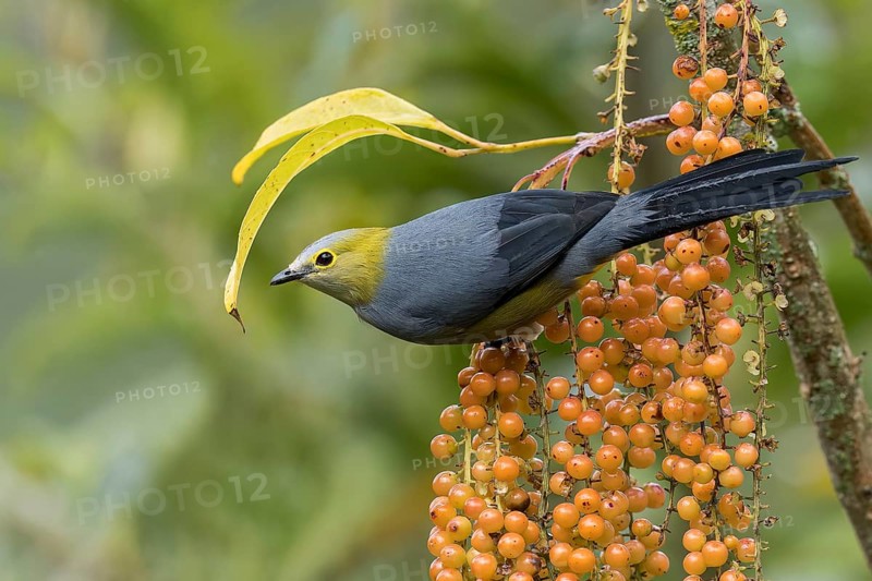 Long-tailed Silky-flycatcher (Ptiliogonys caudatus) perched on a branch in Panama