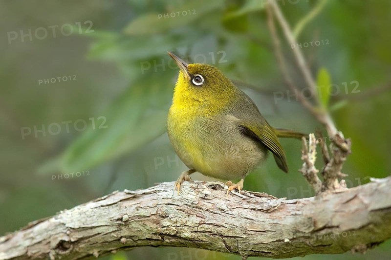 Slender-billed White-eye (Zosterops tenuirostris) perched on a branch, Norfolk Island, Australia