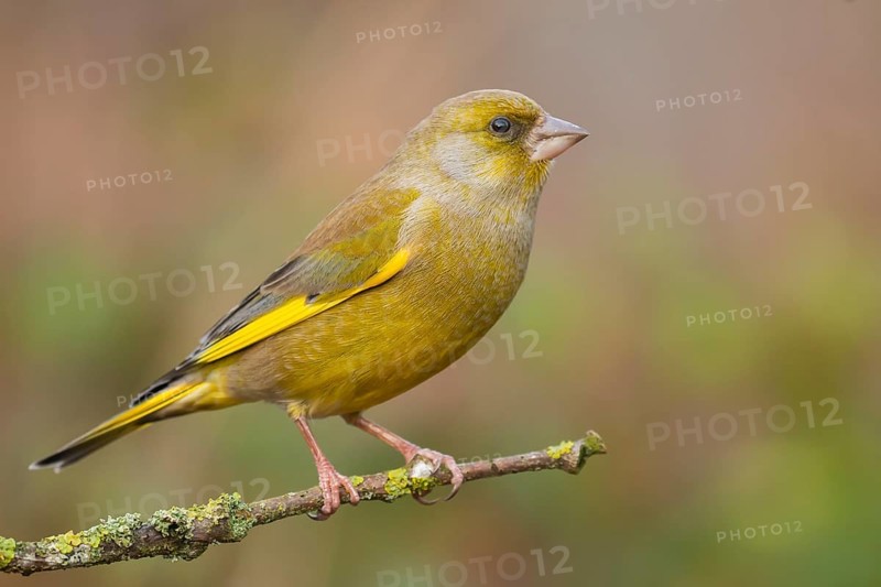 European Greenfinch (Chloris chloris) male perched on a branch, Lower Saxony, Germany