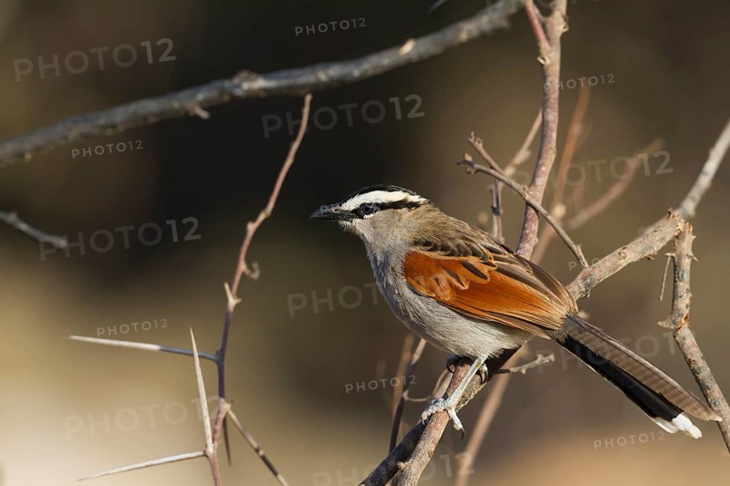 Black-crowned Tchagra - Senegaltschagra - Tchagra senegalus ssp. cucullatus, Morocco