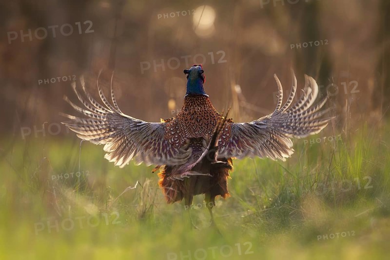 Common Pheasant (Phasianus colchicus) male flapping wings, North Rhine-Westphalia, Germany