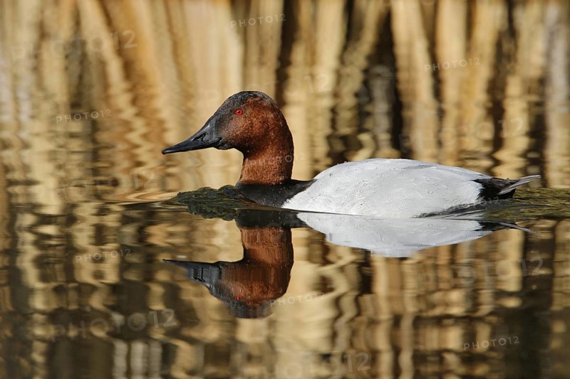 Canvasback (Aythya valisineria) male, Arizona, USA
