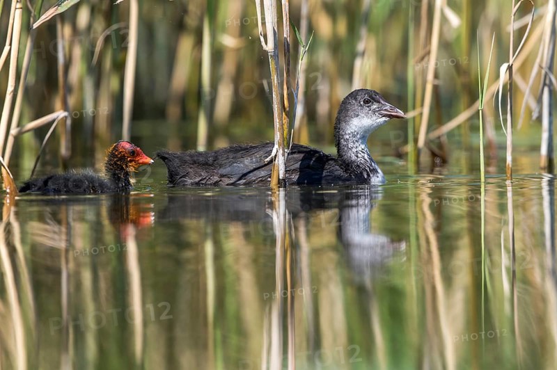 Eurasian Coot (Fulica atra) young bird from first brood leading young bird from second brood, Mecklenburg-Western Pomerania, Germany