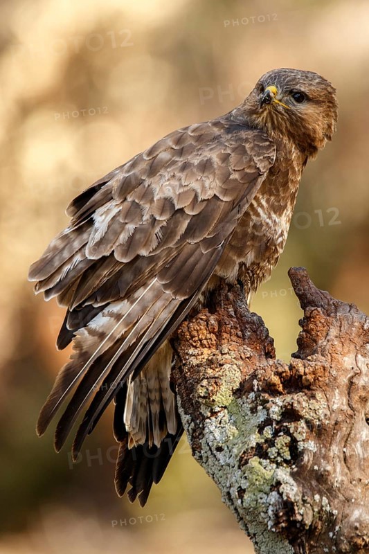 Common Buzzard (Buteo buteo), perched on a branch, Castile and Leon, Spain