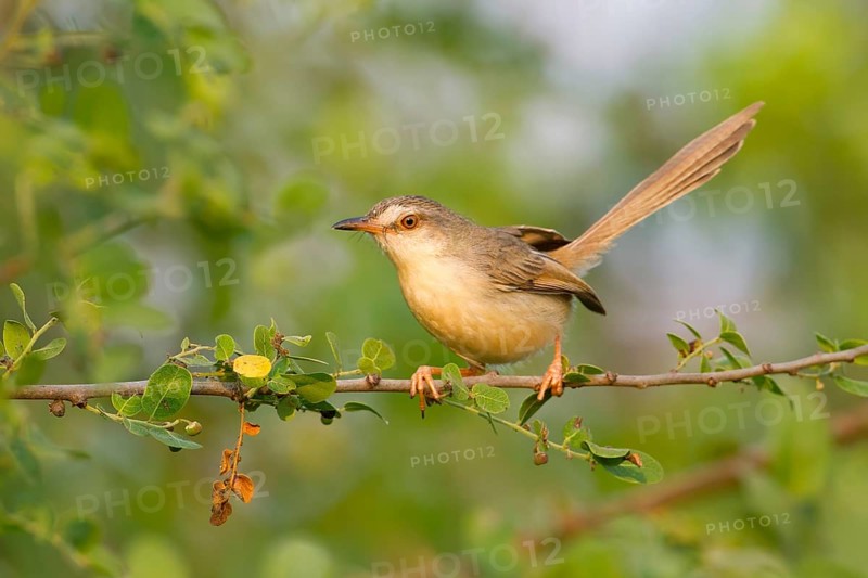 Plain Prinia (Prinia inornata) perched on a branch, Phetchaburi, Thailand