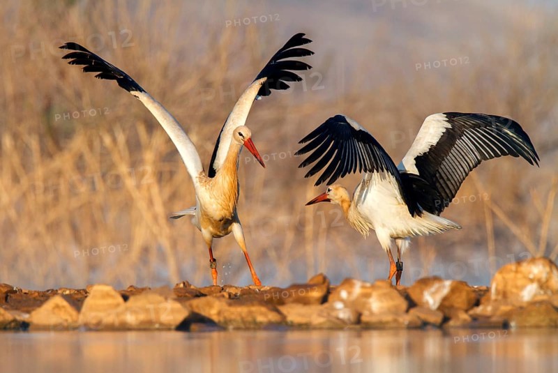 White Stork (Ciconia ciconia), Castile-La Mancha, Spain