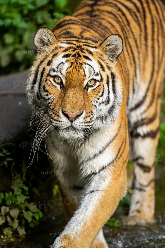 Siberian tiger or Amur tiger (Panthera tigris altaica) walking on the ground, Bavaria, Germany