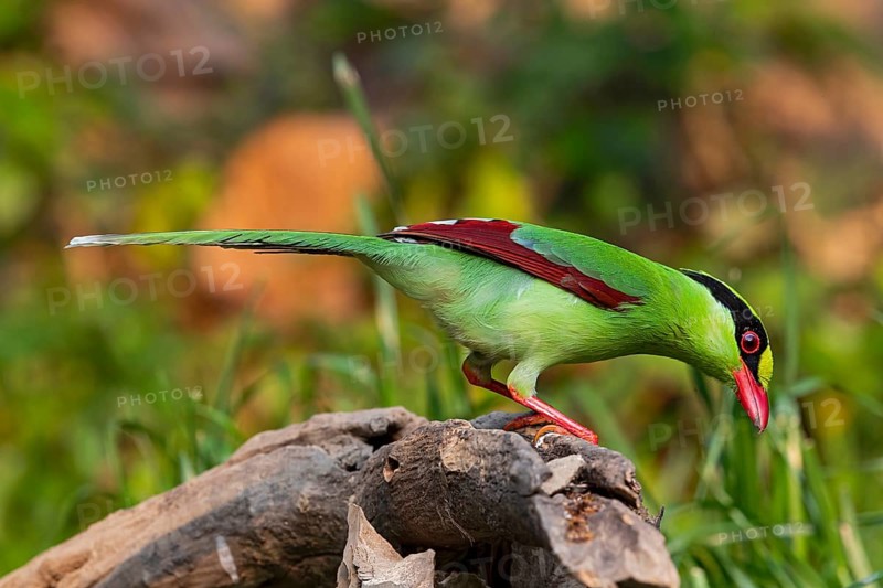 Common Green Magpie (Cissa chinensis chinensis), Yunnan, China