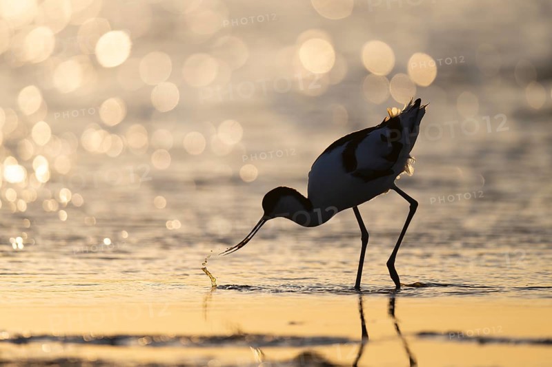 Avocet (Recurvirostra avosetta), Texel, Netherlands