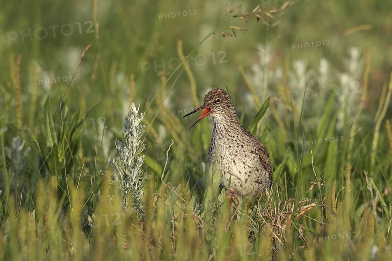 Common Redshank (Tringa totanus) male calling, Lower Saxony, Germany