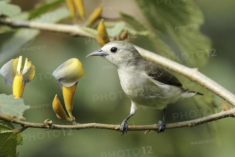 Nilgiri Flowerpecker (Dicaeum concolor), Goa, India