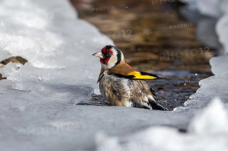 European Goldfinch (Carduelis carduelis) bathing in a icy stream, Mecklenburg-Western Pomerania, Germany