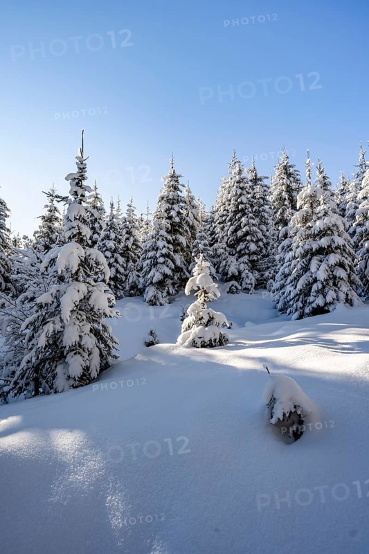 Snowy winter forest, Ascent to the Teufelstättkopf, Snowy mountain landscape, Ammergau Alps, Bavaria, Germany