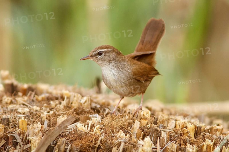 Cetti's Warbler (Cettia cetti), on floor, Castile-La Mancha, Spain