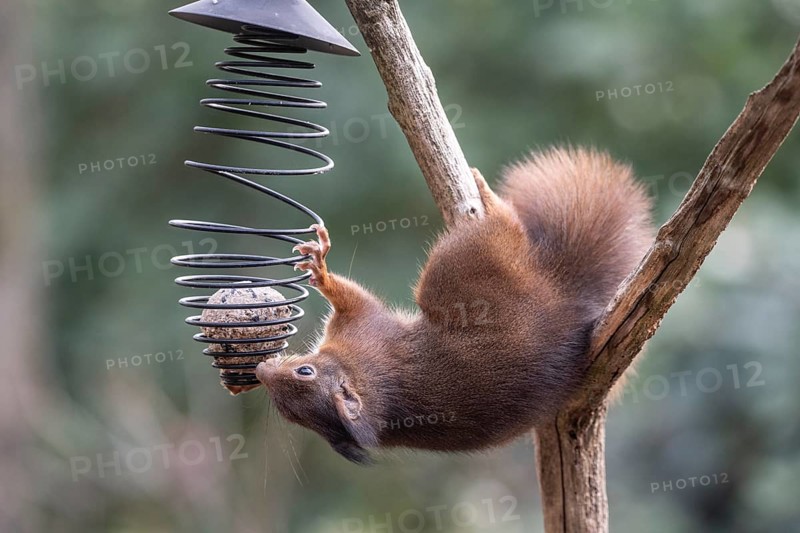 Squirrel (Sciurus vulgaris), Emsland, Lower Saxony, Germany