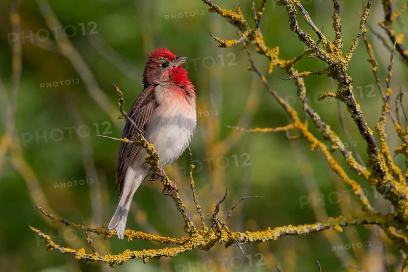 Common Rosefinch (Carpodacus erythrinus) male, Mecklenburg-Western Pomerania, Germany
