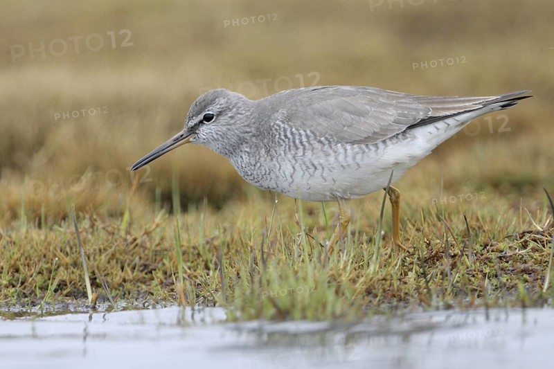 Grey-tailed Tattler (Tringa brevipes), Alaska, USA