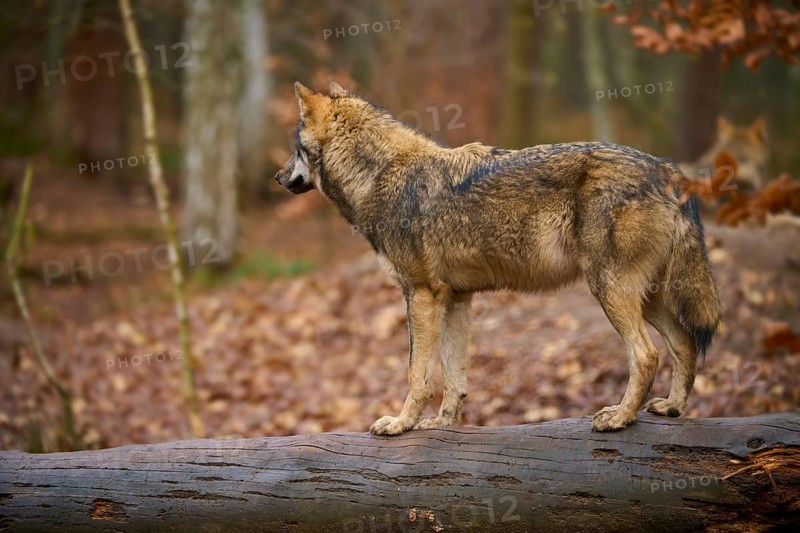 A wolf stands vigil on a log in autumn forest, Wolf (Canis lupus), Germany