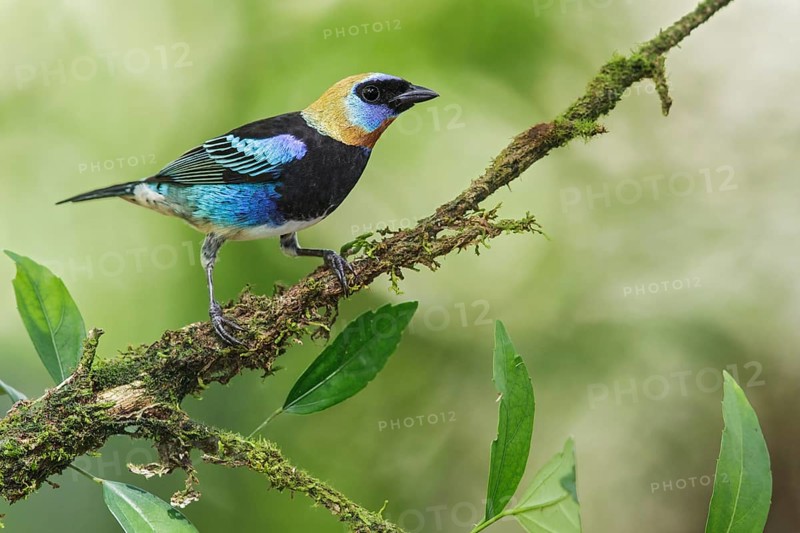 Golden-hooded Tanager (Tanagara larvata) perched on a branch in Costa Rica