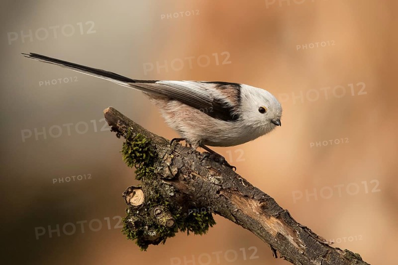 Long-tailed Tit (Aegithalos caudatus) perched on a branch, Bavaria, Germany