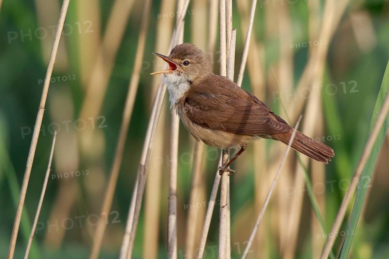 Eurasian Reed Warbler (Acrocephalus scirpaceus) singing, North Rhine-Westphalia, Germany