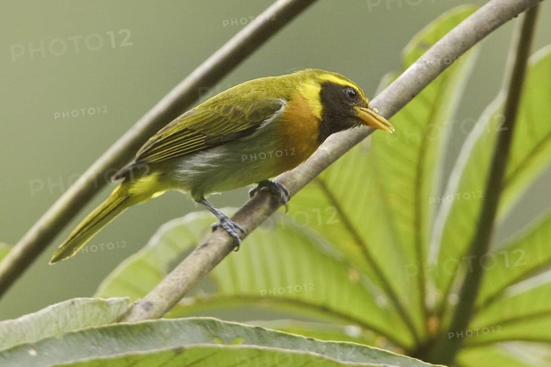 Guira Tanager (Hemithraupis guira)