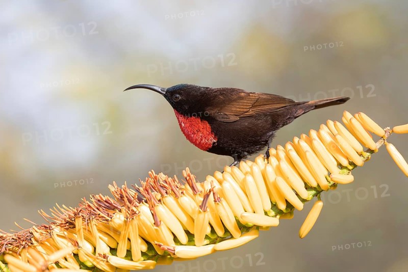 Scarlet-chested Sunbird (Chalcomitra senegalensis) male, South Africa