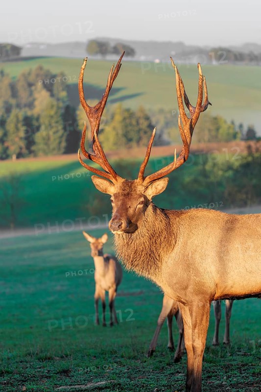 An Altai maral stag and some hinds, Altai wapiti or Altai elk (Cervus canadensis sibiricus) stand in a meadow in the first light of the day
