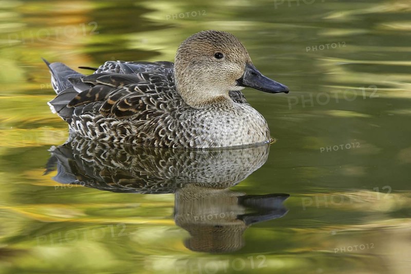 Northern Pintail (Anas acuta) female, Arizona, USA