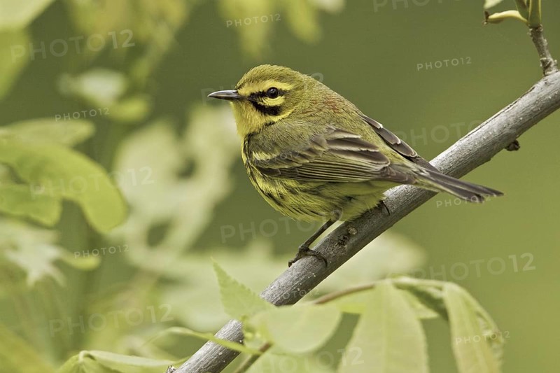 Prairie Warbler (Setophaga discolor) male, Ontario, Canada